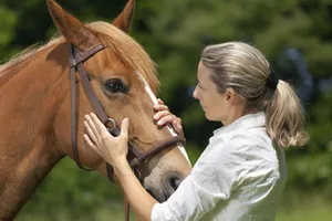 اسب ها احساسات انسان را از روی چهره تشخیص می دهند