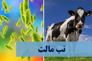 تب مالت، بیماری اندمیک برای ایران / ابتلای سالانه ۱۸تا ۲۰هزار نفر در کشور