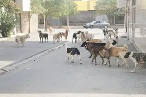 حادثه تکراری در سنندج؛ حمله سگ‌های بلاصاحب به دختر ۱۲ ساله (+عکس)