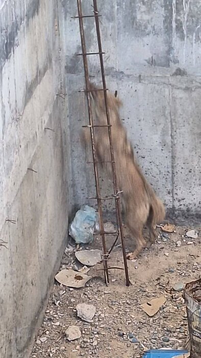 نجات یک قلاده شغال گرفتار در استخر نفتی در امیدیه نجات یک قلاده شغال گرفتار در استخر نفتی در امیدیه