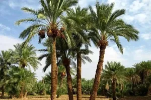 دستگیری عجیب یک متهم فراری با قطع درخت نخل!