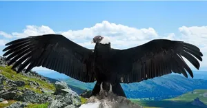 پرواز گروهی از تنهایی به‌صرفه‌تر است/ راز صرفه‌جویی ۴۱ درصدی انرژی کرکس‌ها