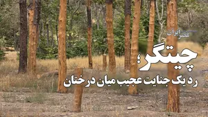 چیتگر؛ رد یک جنایت عجیب میان درختان / درخت‌ها قبل از مرگ زخمی شده بودند