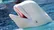 لحظه پس دادن موبایل توسط نهنگ سفید به یک دختر