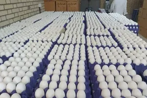 عرضه تخم‌مرغ با ۶۰ درصد زیان در واحدهای تولیدی