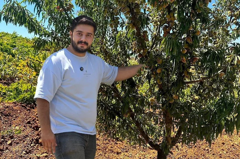 نهال گردو نهال گردو