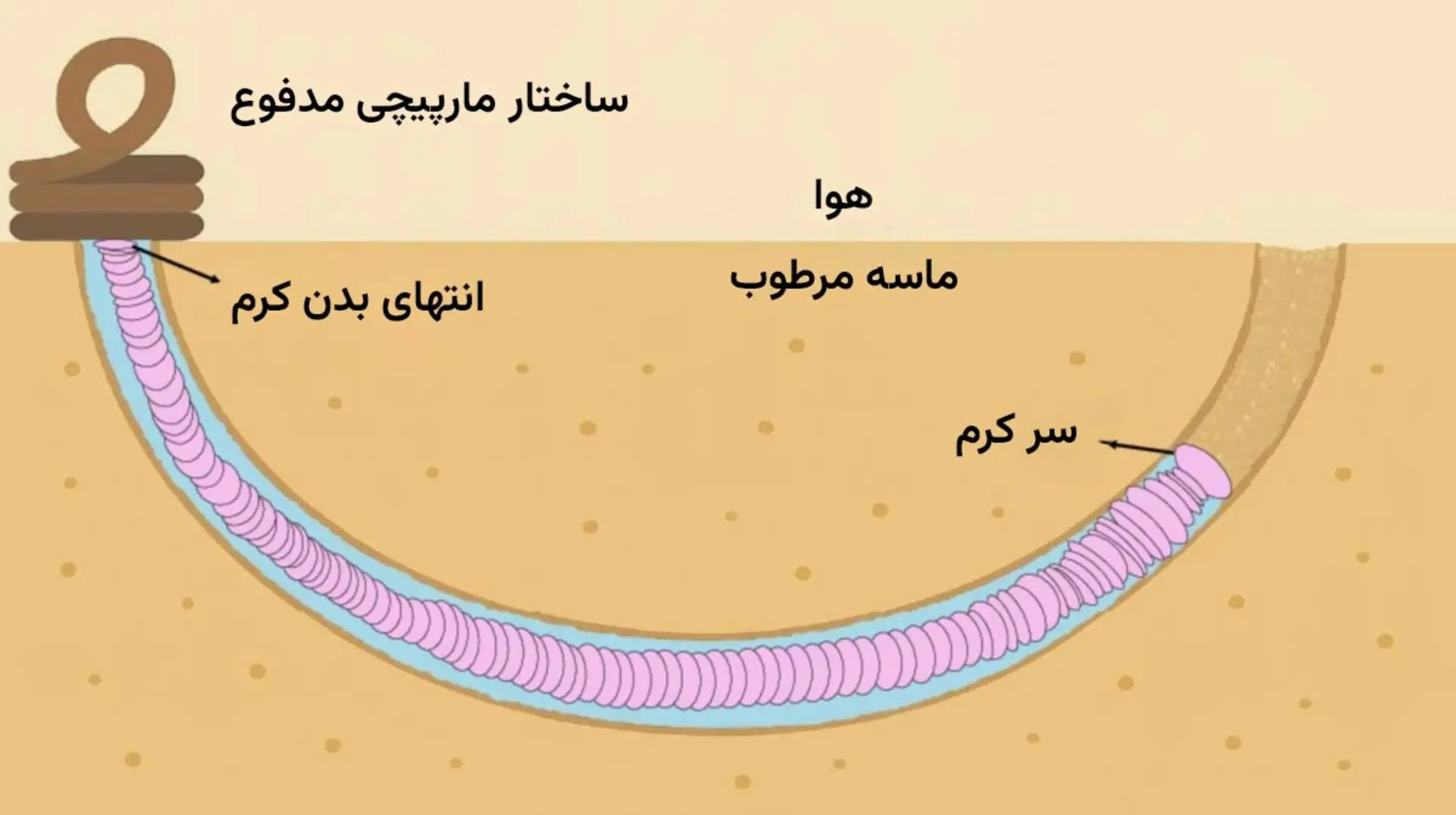 کرم زیر سطح زمین قرار دارد و پیچخوردن مدفوعش در سطح زمین اتفاق میافتد. کرم زیر سطح زمین قرار دارد و پیچخوردن مدفوعش در سطح زمین اتفاق میافتد.