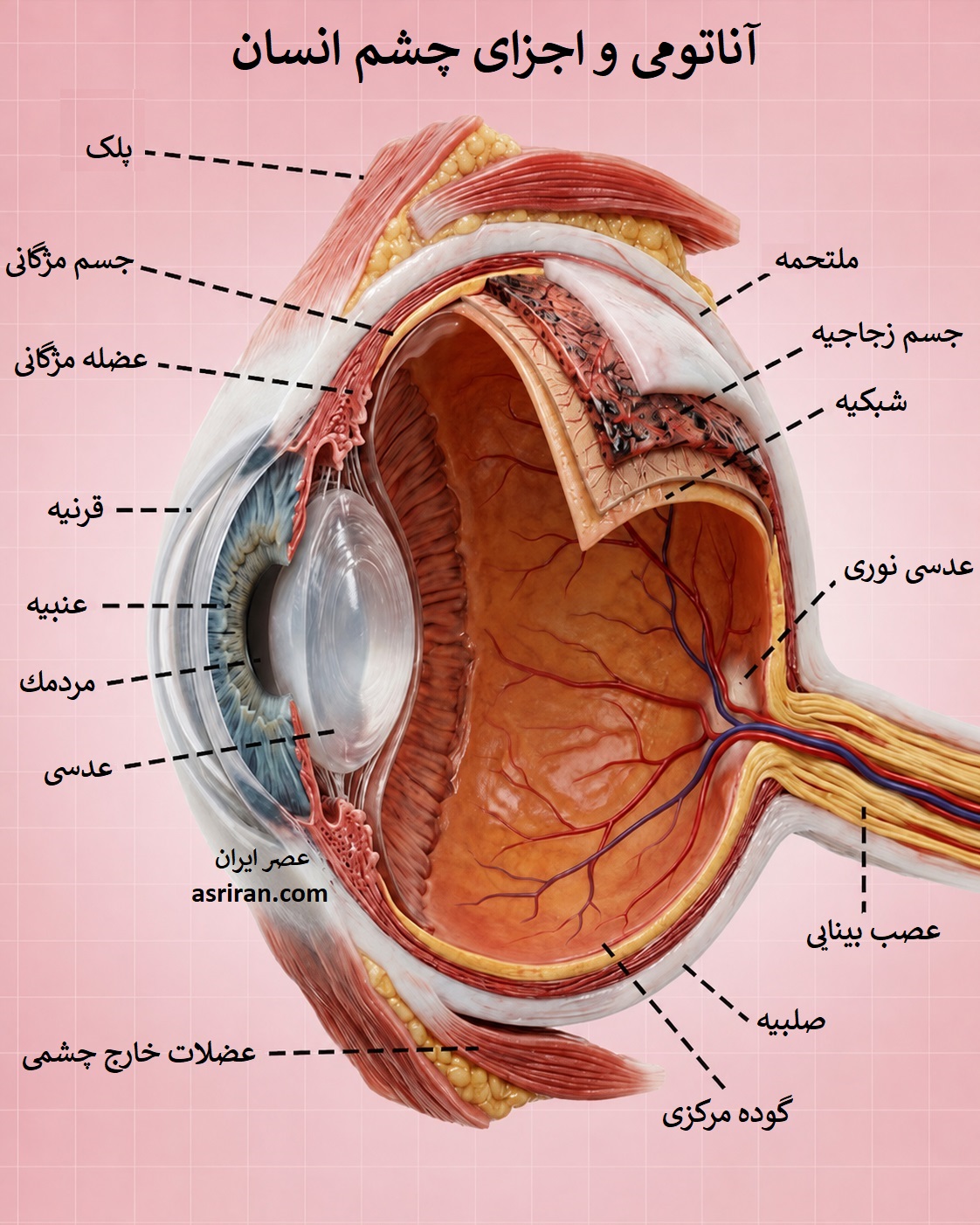 اینفوگرافیک آناتومی چشم انسان