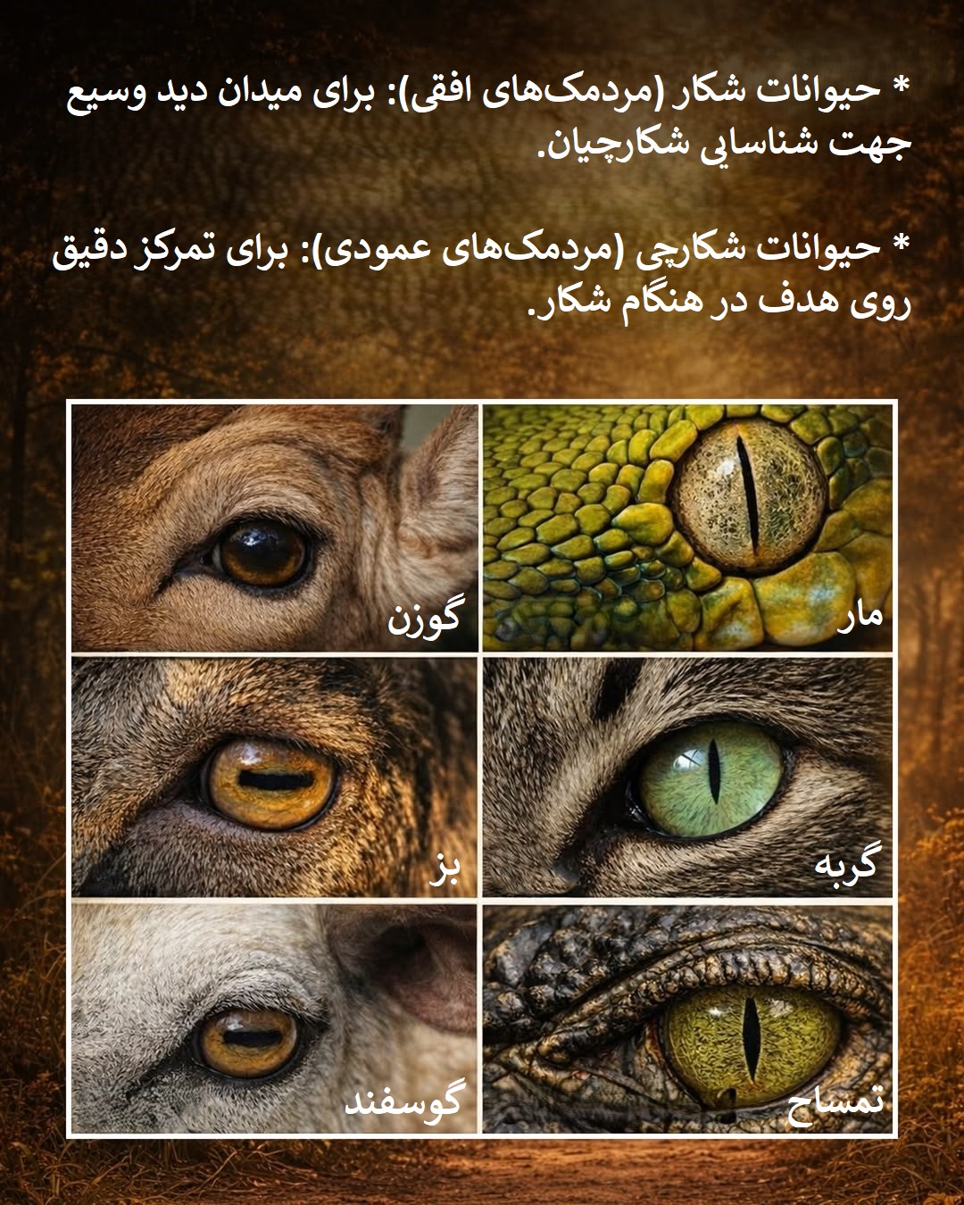 شکل مردمک چشم حیوانات شکل مردمک چشم حیوانات
