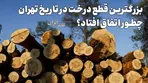 بزرگترین قطع درخت در تاریخ تهران چطور اتفاق افتاد؟