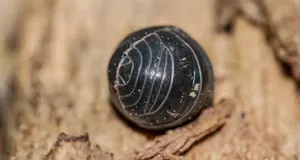 این گردترین حیوان جهان است (+عکس)