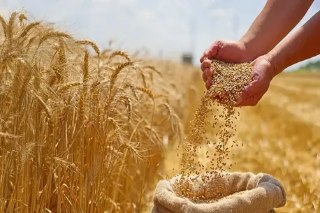 بیش از ۴۰ درصد پول گندم‌کاران باقی مانده است / تسویه کامل تا پایان شهریور