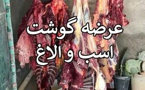 ‌کشف ۲۵۴ کیلوگرم گوشت حیوانات تک‌سمی از جمله الاغ، قاطر و اسب در جنوب تهران؛ دستگیری ۵ متهم