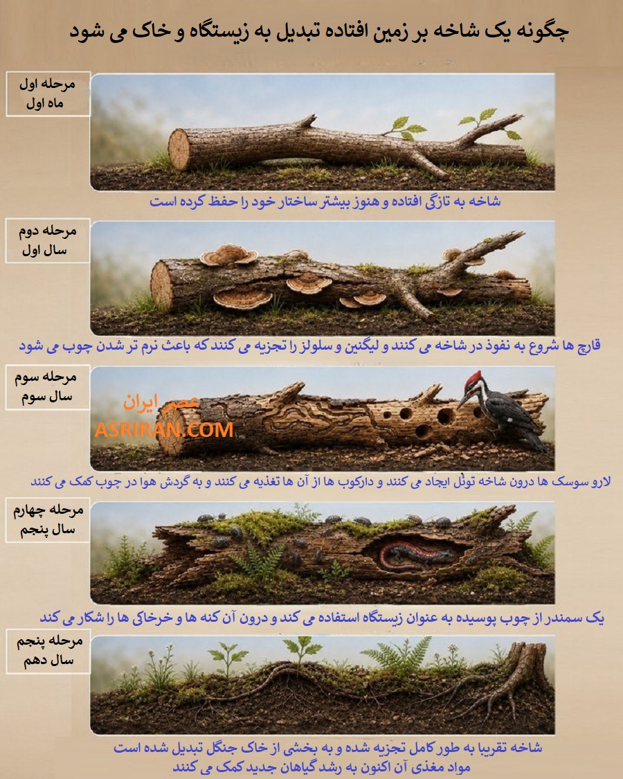 چوب های پوسیده برای بسیاری از جانوران کوچک به پناهگاه تبدیل می شوند. سمندرها، قورباغه ها، عنکبوت ها و حتی بعضی پرندگان از این محیط مرطوب و امن برای زندگی یا شکار استفاده می کنند. بعضی دارکوب ها نیز با خوردن لارو حشرات داخل چوب، به کنترل جمعیت آن ها کمک می کنند. چوب های پوسیده برای بسیاری از جانوران کوچک به پناهگاه تبدیل می شوند. سمندرها، قورباغه ها، عنکبوت ها و حتی بعضی پرندگان از این محیط مرطوب و امن برای زندگی یا شکار استفاده می کنند. بعضی دارکوب ها نیز با خوردن لارو حشرات داخل چوب، به کنترل جمعیت آن ها کمک می کنند.