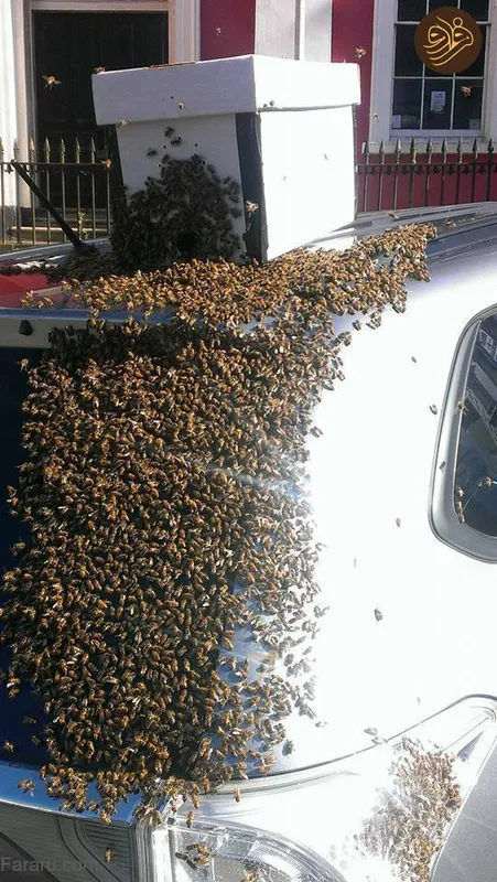 زنبور
