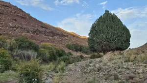 پیرِ ۹۰۰ ساله تربت‌حیدریه خراسان رضوی، میراث ملی شد
