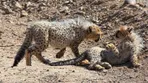 بازگشت یوز‌های برادر پس از ۱۹ ماه بی‌خبری