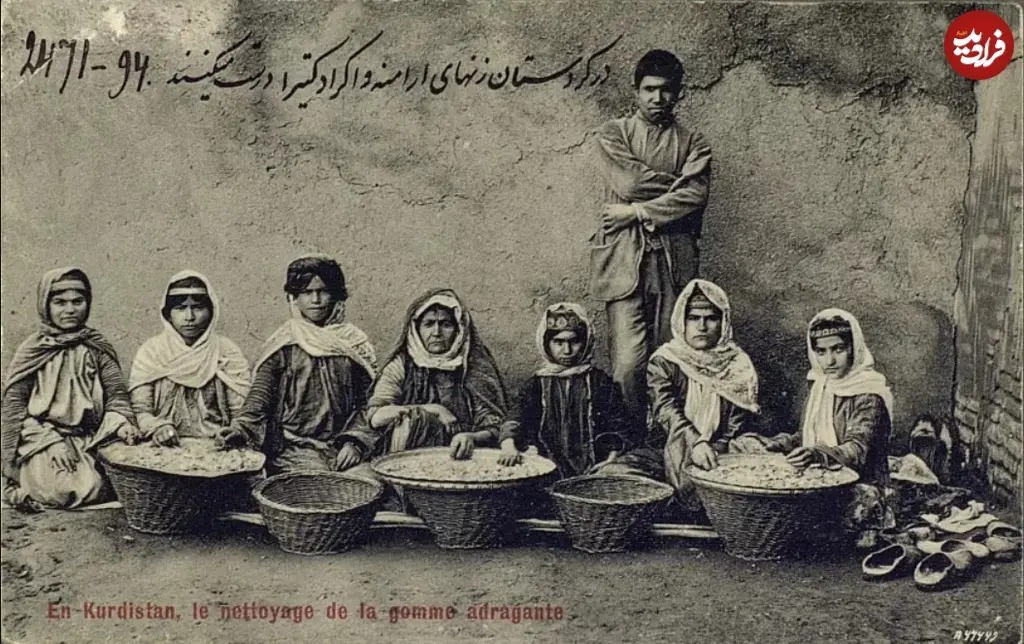 زنان و دختران در کردستان در حال تهیه کتیرا؛ 140 سال قبل