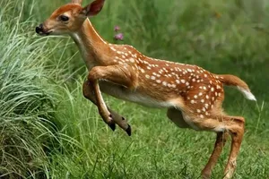 اعتماد حیات وحش به انسان؛ جستجوی عجیب آهو برای یافتن غذا در جیب محیط‌بان!