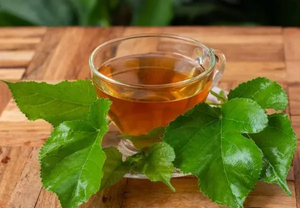 دمنوش برگ توت سفید دمنوش برگ توت سفید
