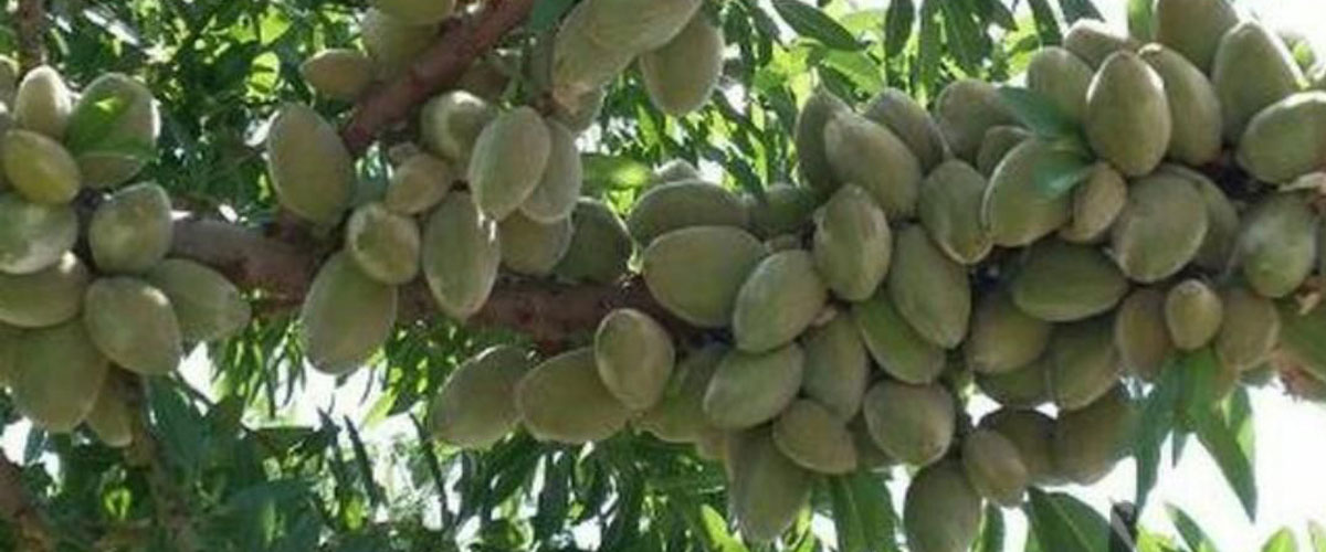 نهالستان پالیزنهال؛ بزرگترین تولید کننده نهال گردو و بادام پیوندی و اصلاح شده در غرب کشور نهالستان پالیزنهال؛ بزرگترین تولید کننده نهال گردو و بادام پیوندی و اصلاح شده در غرب کشور