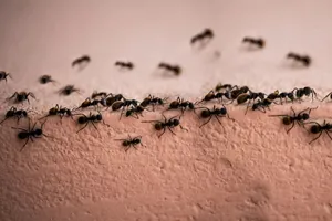چگونه مورچه را فراری دهیم ؟ / ۲ روش دفع مورچه از خانه؛ قطعی‌تر از هر سم شیمیایی
