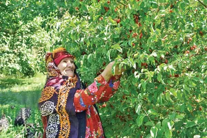 نهمین جشنواره زغال‌اخته در کلیبر برگزار می‌شود/ جشن برداشت محصول با طعم فرهنگ و هنر آذربایجان