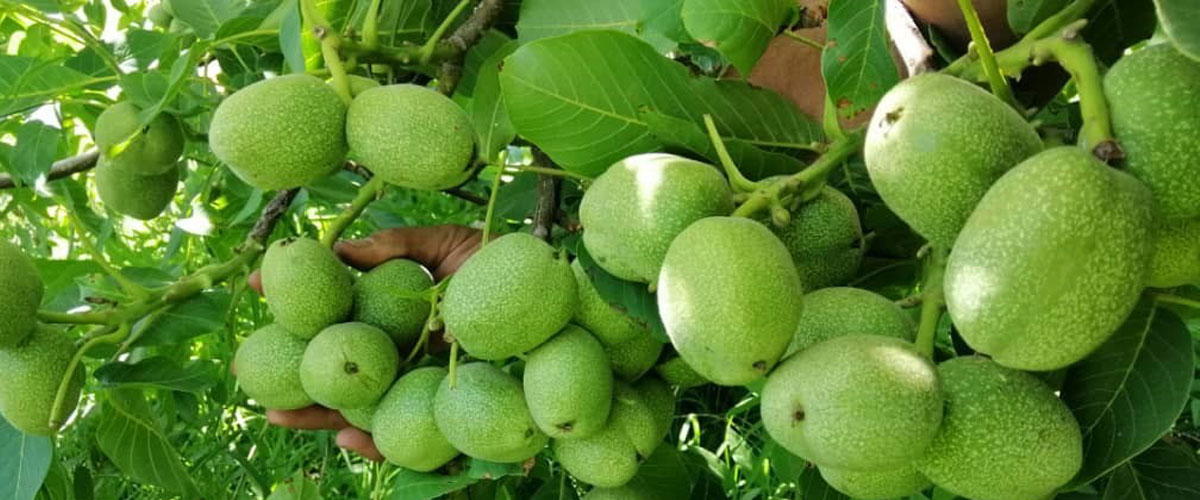 نهالستان پالیزنهال؛ بزرگترین تولید کننده نهال گردو و بادام پیوندی و اصلاح شده در غرب کشور نهالستان پالیزنهال؛ بزرگترین تولید کننده نهال گردو و بادام پیوندی و اصلاح شده در غرب کشور