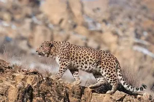 مشاهده پلنگ‌ایرانی در منطقه حفاظت شده البرز مرکزی