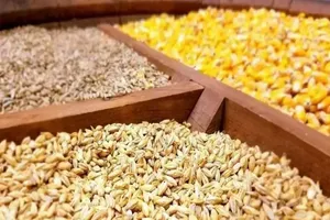 واردات نهاده دامی آلوده به کشور صحت ندارد