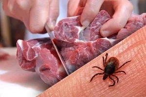 فعالیت کنه‌های ناقل تب کریمه کنگو در تابستان / توصیه‌های مهم وزارت بهداشت برای پیشگیری