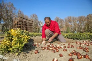 جشنواره لاله‌های کرج از ۱۵ فروردین آغاز می‌شود