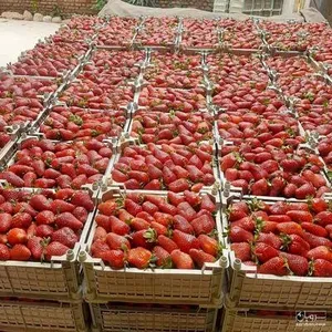 صادرات ۱۵ محصول کشاورزی رفع ممنوعیت شد