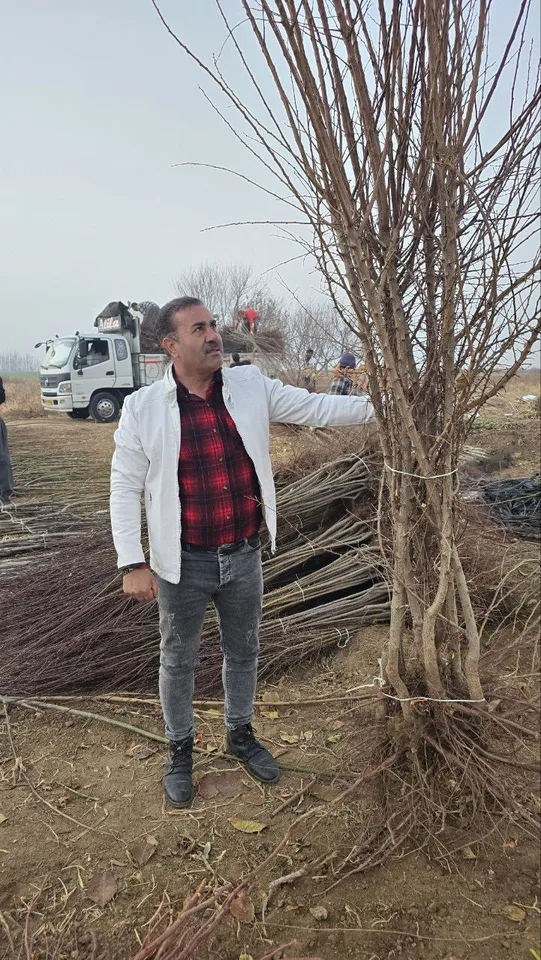 نهال نهال