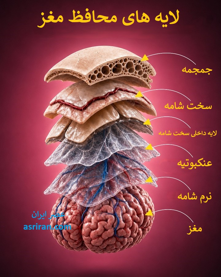 اینفوگرافیک لایه های محافظ مغز اینفوگرافیک لایه های محافظ مغز