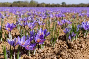 «ادویه آفتاب»؛ این ادویه گران چه فوایدی دارد؟