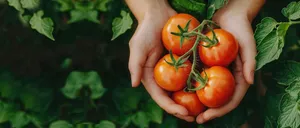 گوجه فرنگی؛ چه زمانی دردسر می شود