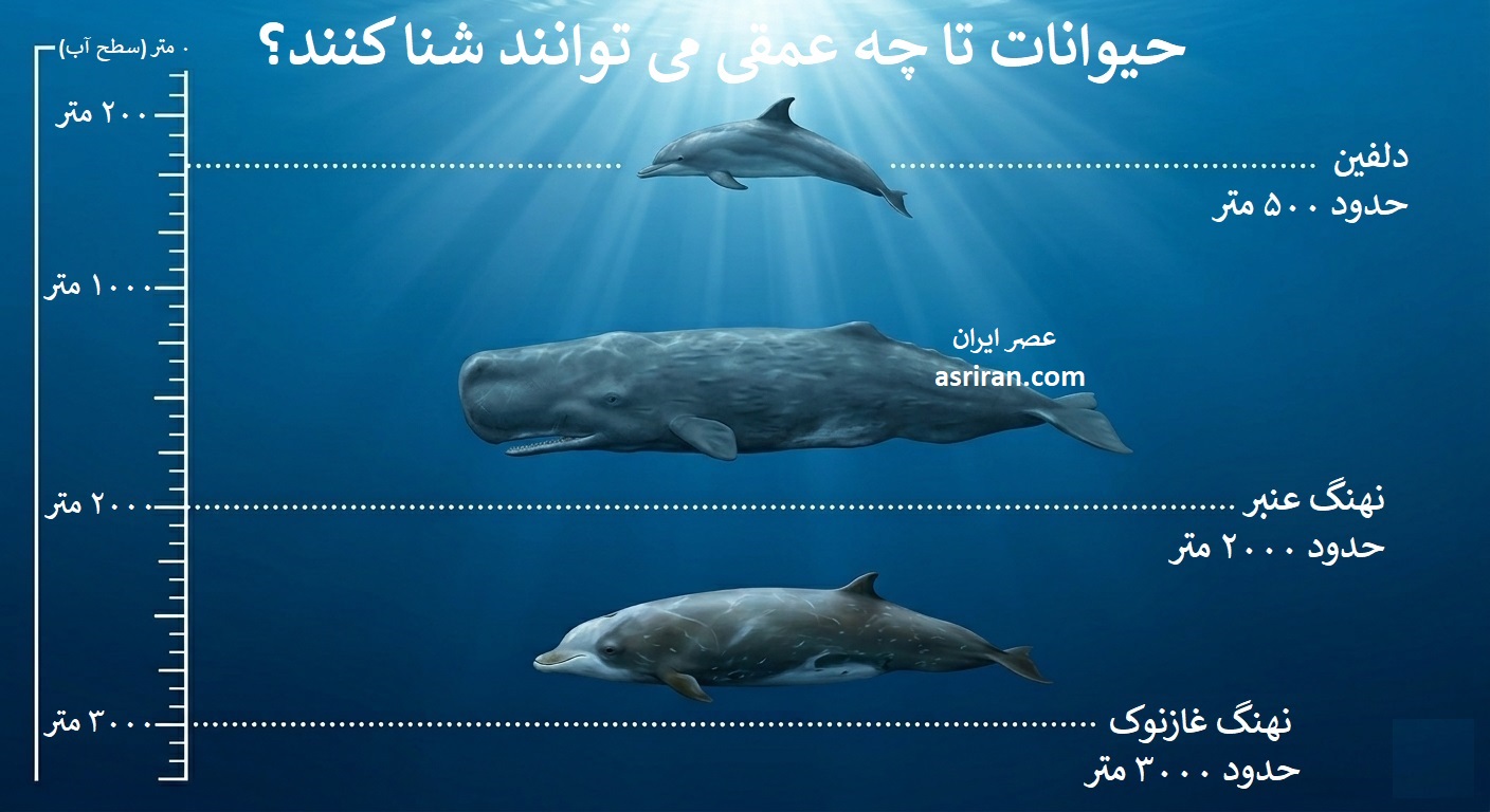 اینفوگرافیک مقایسه عمق شیرجه دلفین، نهنگ عنبر و نهنگ غازنوک اینفوگرافیک مقایسه عمق شیرجه دلفین، نهنگ عنبر و نهنگ غازنوک