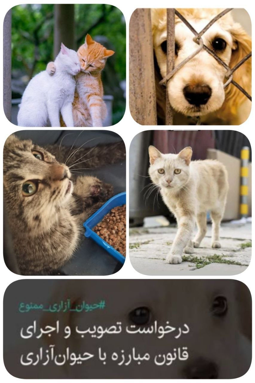 چرا ایران به قانون جامعِ «مقابله با حیوانآزاری» نیاز دارد؟ چرا ایران به قانون جامعِ «مقابله با حیوانآزاری» نیاز دارد؟
