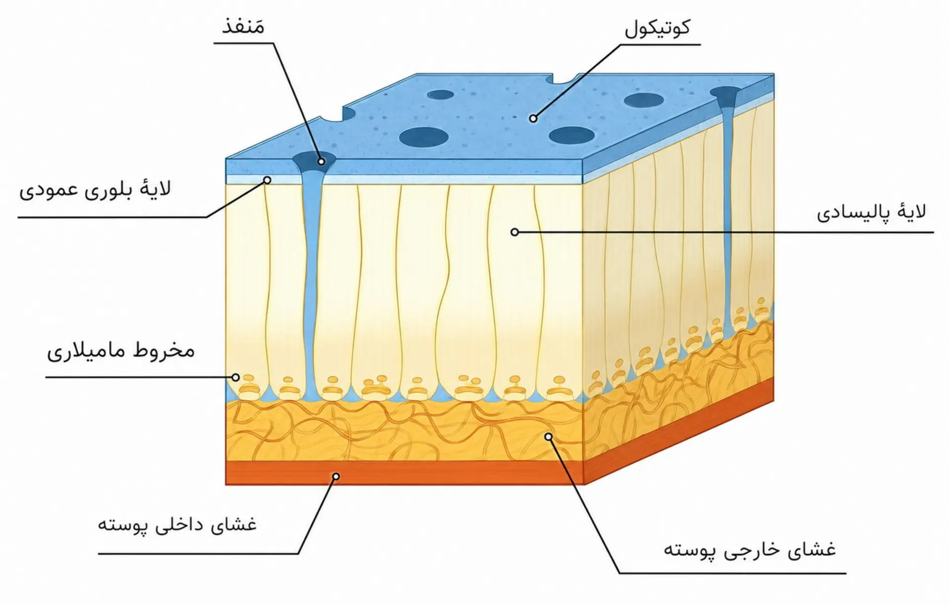 برش عرضی پوست تخم‌مرغ