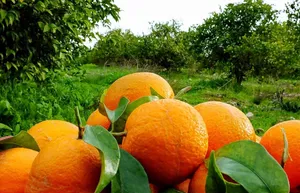 حمله گسترده مگس میوه به باغات مرکبات مازندران/هشدار قرمز جهاد کشاورزی