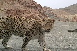 دیده شدن یک پلنگ ایرانی در منطقه کجور مازندران