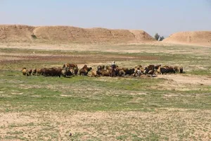 شبیخون به «دارابگرد»! (+ عکس)