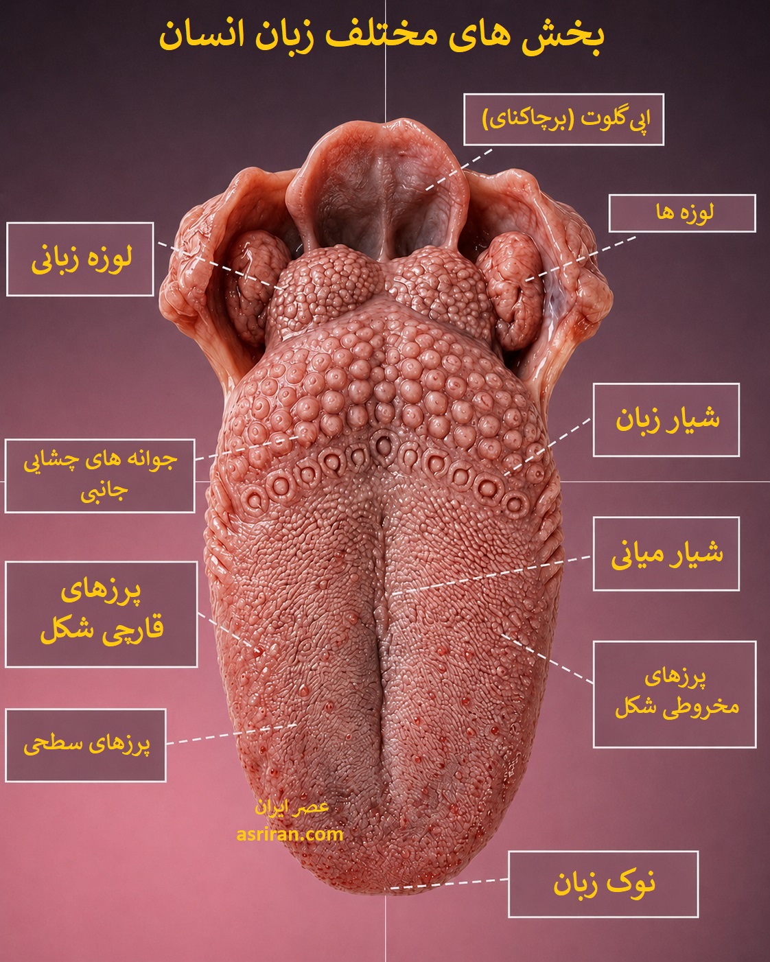 اینفوگرافیک قسمت های مختلف زبان انسان اینفوگرافیک قسمت های مختلف زبان انسان