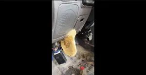 اتفاق عجیب در پراید؛ کندوی زنبور عسل داخل خودرو!