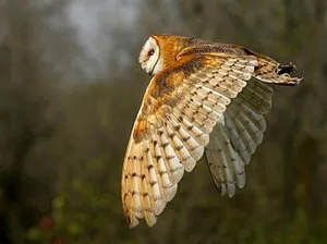 جغد طلایی در ایران (Strix butleri) به همراه بررسی خصوصیات (+عکس)