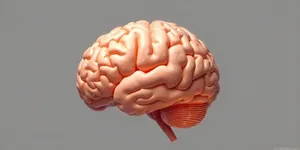 چگونه جلوی ضعیف شدن مغز را بگیریم؟