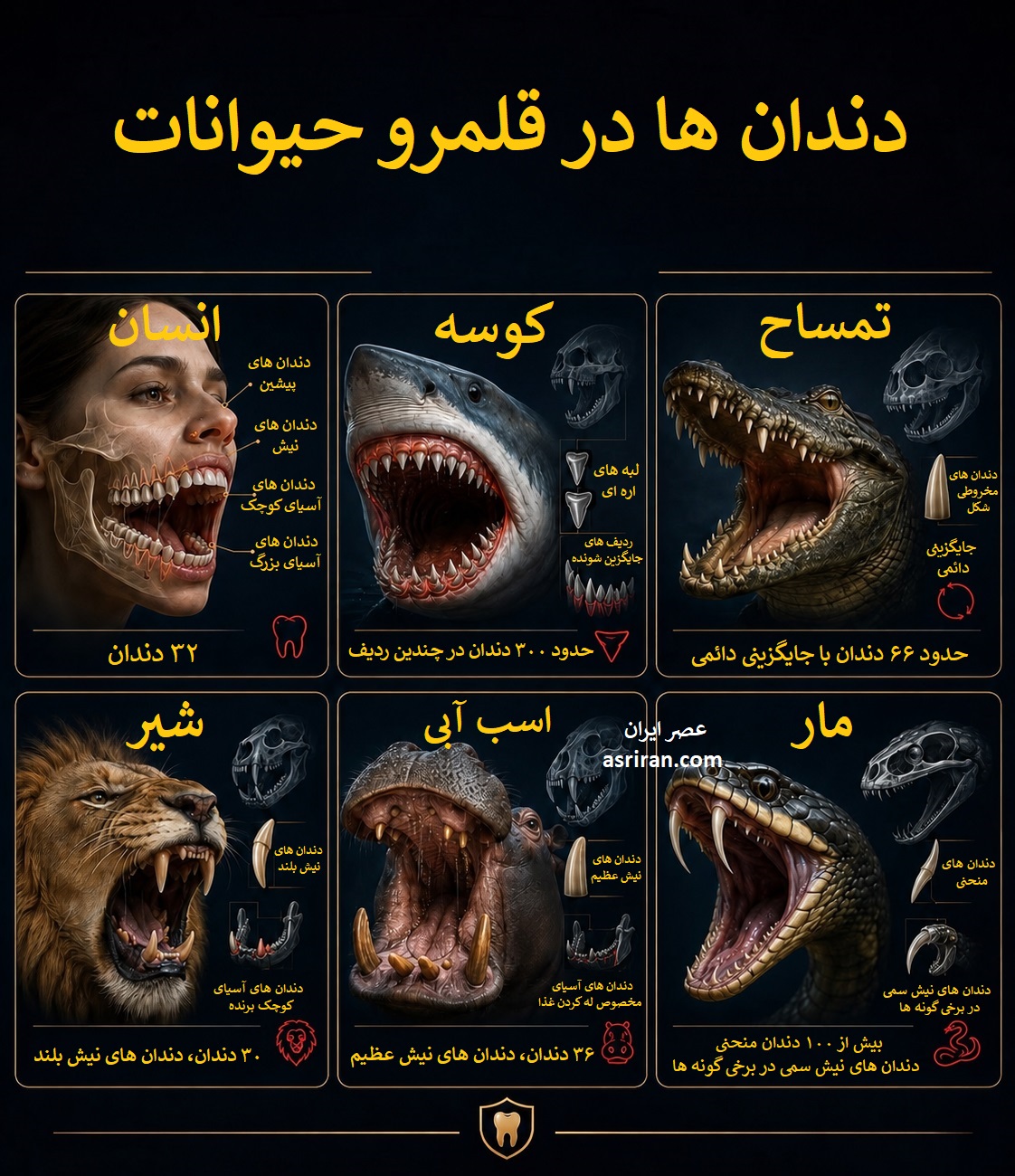 اینفوگرافیک مقایسه دندان های انسان، کوسه، تمساح، شیر، اسب آبی و مار اینفوگرافیک مقایسه دندان های انسان، کوسه، تمساح، شیر، اسب آبی و مار