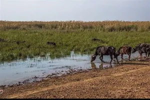 آتش سوزی تالاب هورالعظیم ادامه دارد