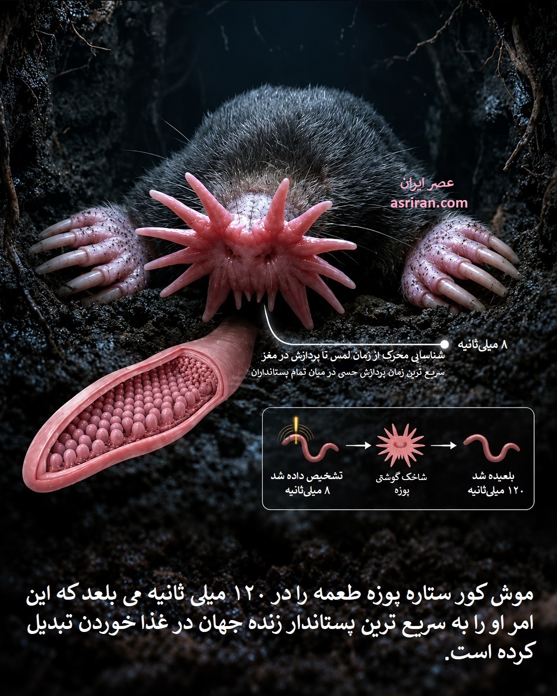 اینفوگرافیک سرعت غذا خوردن موش کور ستاره پوزه اینفوگرافیک سرعت غذا خوردن موش کور ستاره پوزه